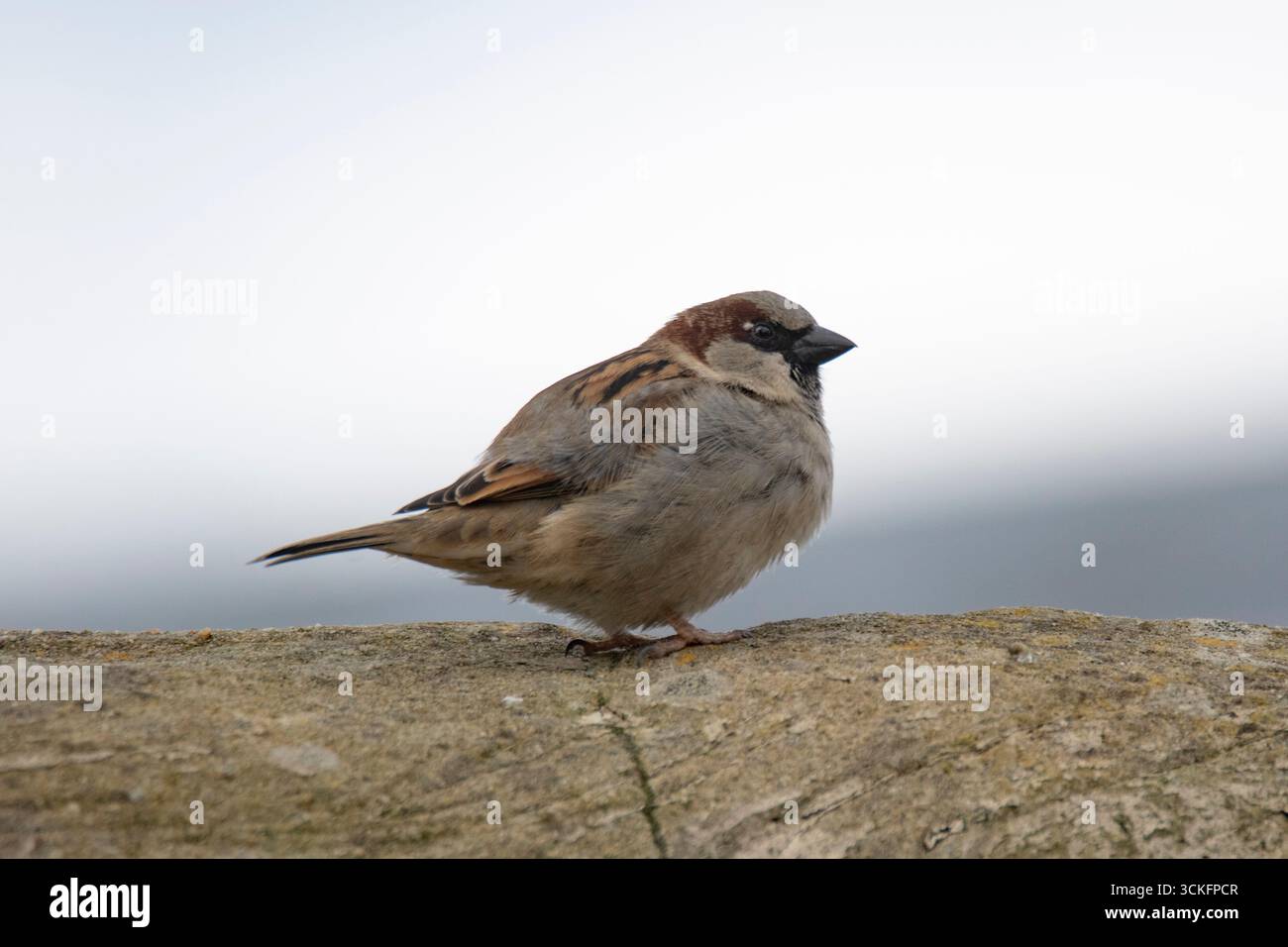 Der House Sparrow (Passer domesticus) ist ein Vogel der Familie der Spatzen Passeridae, der in den meisten Teilen der Welt vorkommt. Stockfoto