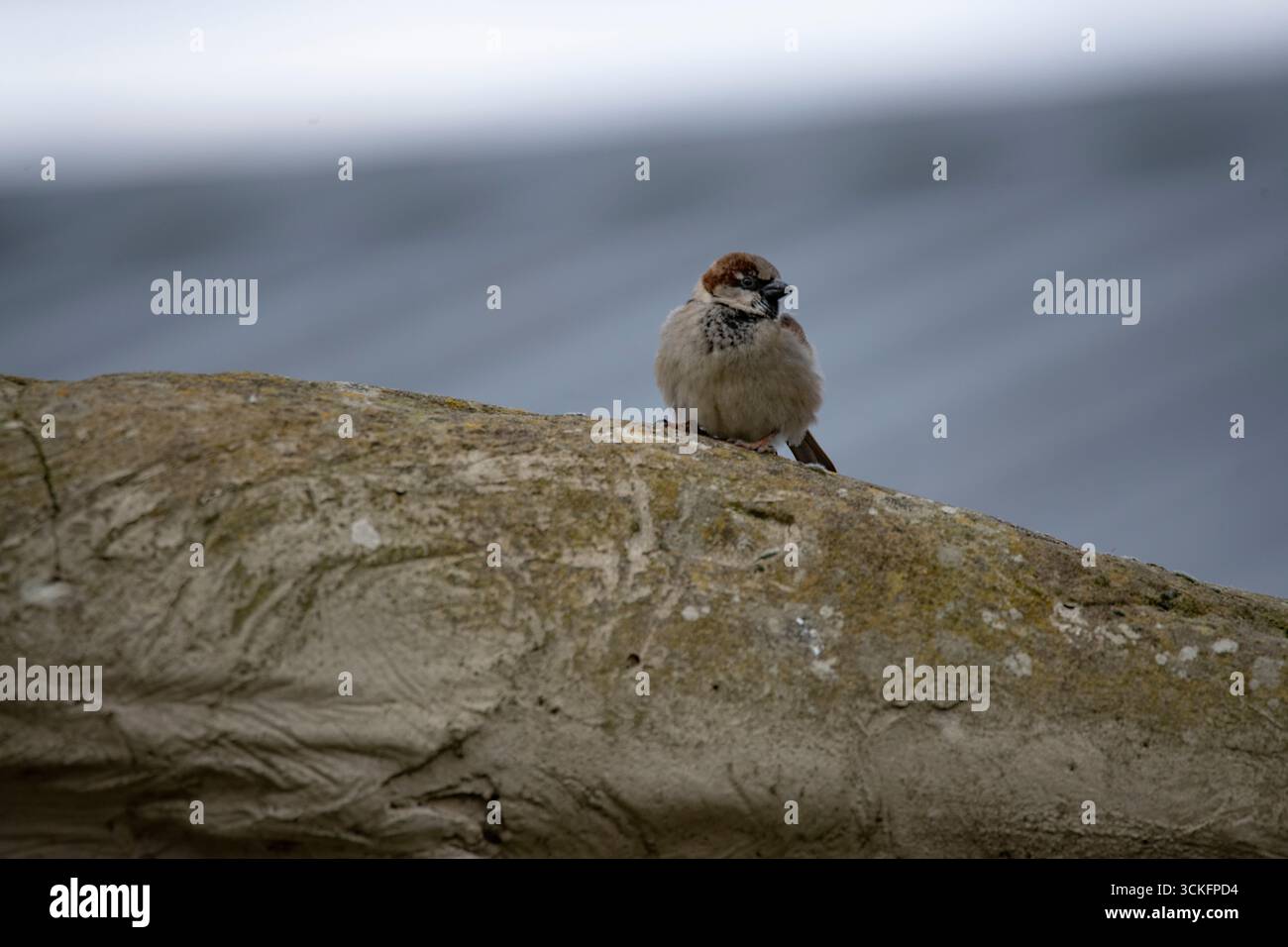 Der House Sparrow (Passer domesticus) ist ein Vogel der Familie der Spatzen Passeridae, der in den meisten Teilen der Welt vorkommt. Stockfoto