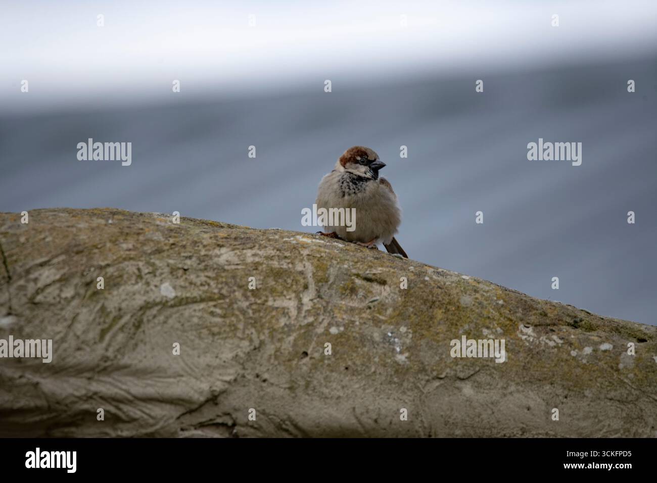 Der House Sparrow (Passer domesticus) ist ein Vogel der Familie der Spatzen Passeridae, der in den meisten Teilen der Welt vorkommt. Stockfoto