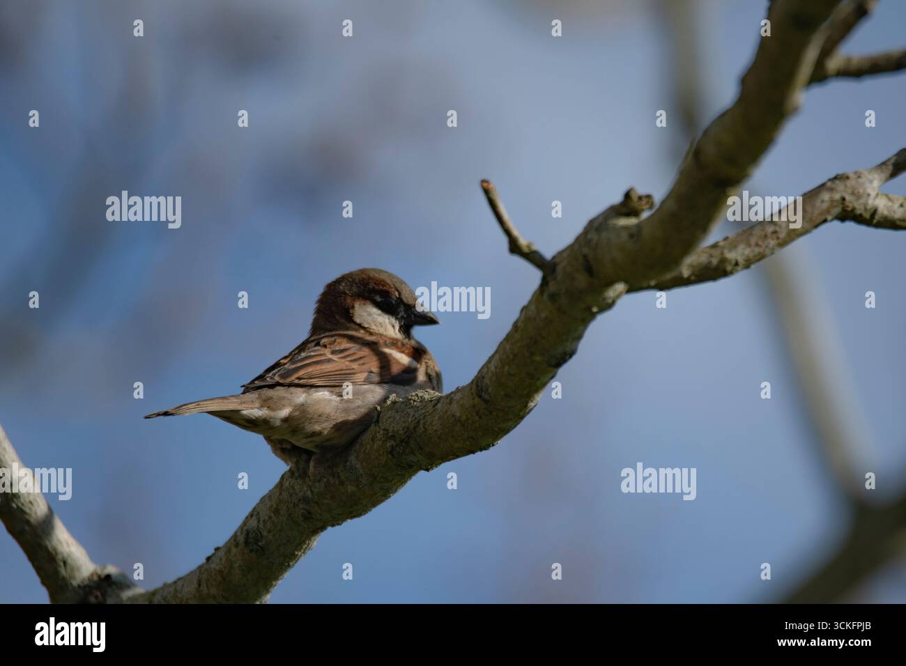Der House Sparrow (Passer domesticus) ist ein Vogel der Familie der Spatzen Passeridae, der in den meisten Teilen der Welt vorkommt. Stockfoto