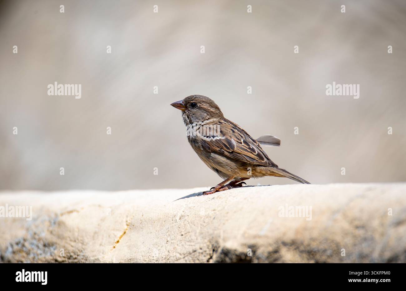Der House Sparrow (Passer domesticus) ist ein Vogel der Familie der Spatzen Passeridae, der in den meisten Teilen der Welt vorkommt. Stockfoto