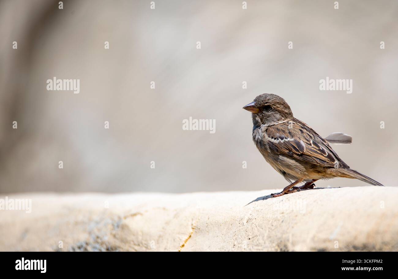 Der House Sparrow (Passer domesticus) ist ein Vogel der Familie der Spatzen Passeridae, der in den meisten Teilen der Welt vorkommt. Stockfoto