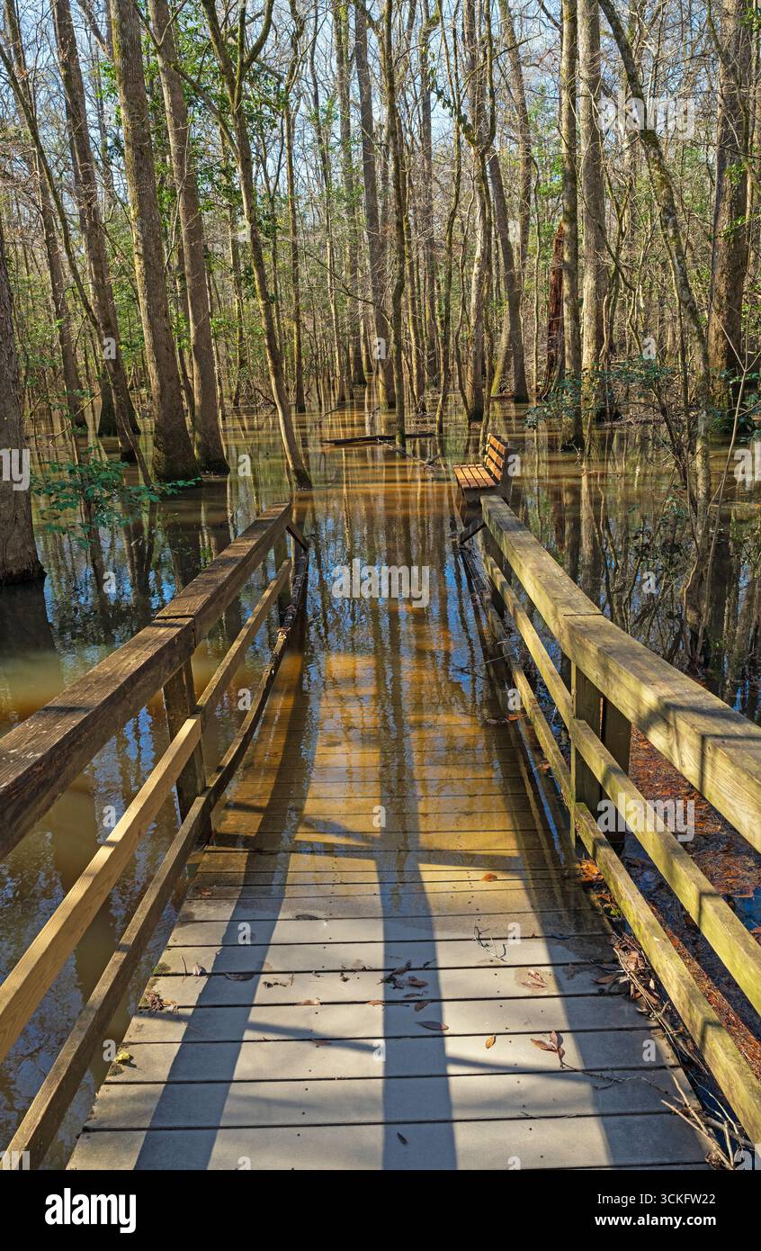 Promenade in einen überfluteten Wald im Congaree National Park in South Carolina Stockfoto
