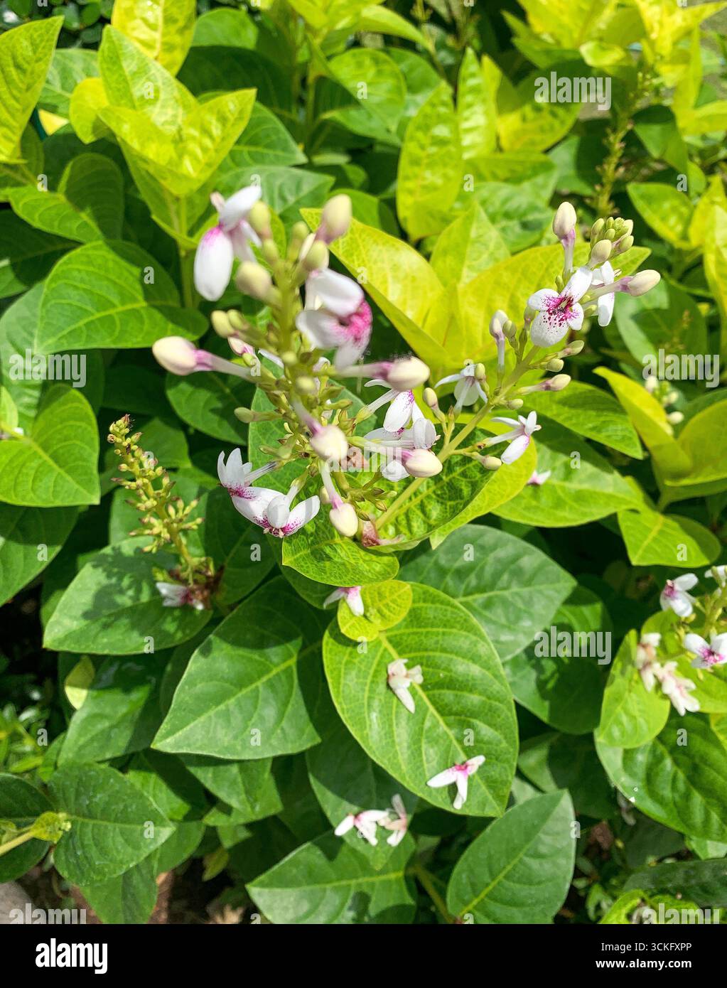 Tropische Pflanzen – Zierblumen – 2025 - Smartphone-aufgenommenes Stockfoto