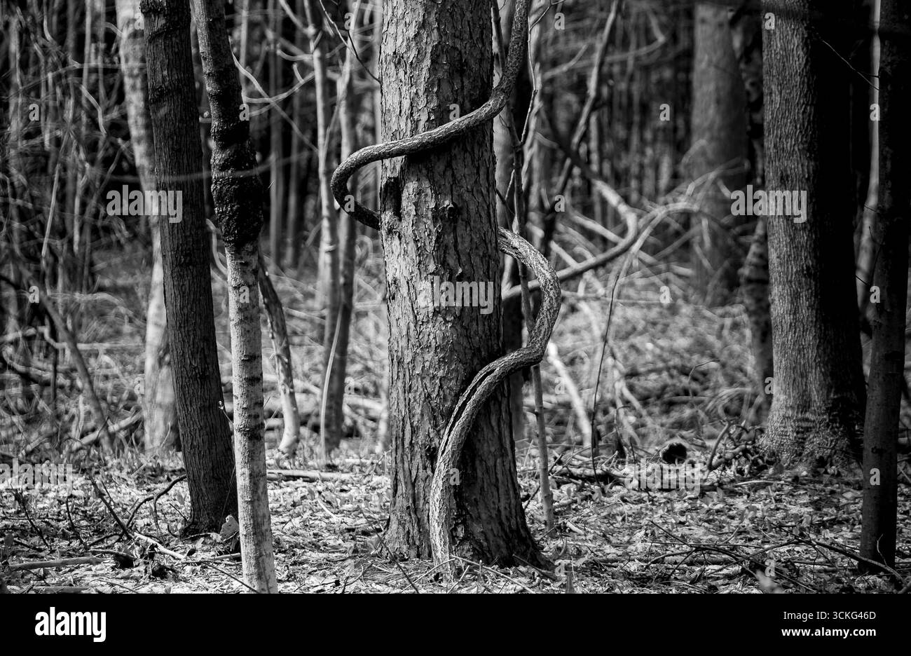 Ein einfarbiges Bild zeigt eine Weinrebe, die einen Baumstamm anmutig in einer ruhigen Waldlandschaft verschlingt. Stockfoto