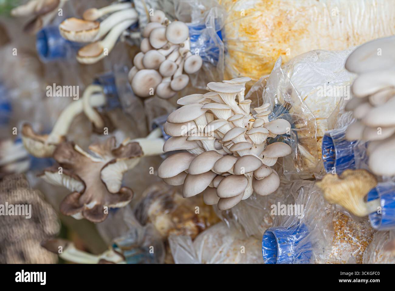 Indische Auster, italienischer Austernpilz (Pleurotus pulmonarius), der eng mit dem Perlausternpilz (P. ostreatus) verwandt ist, einem essbaren Gourmet-Pilz Stockfoto