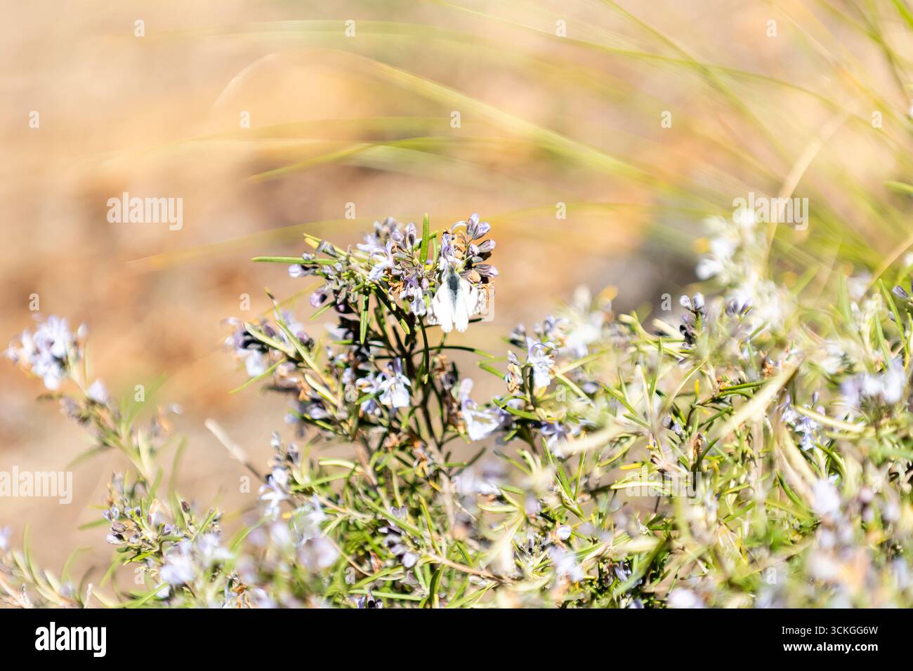 Zarte Wildblumen zeigen ihre lebendigen Farben auf einem sonnigen Feld, umgeben von sanften Gräsern im Frühling. Stockfoto