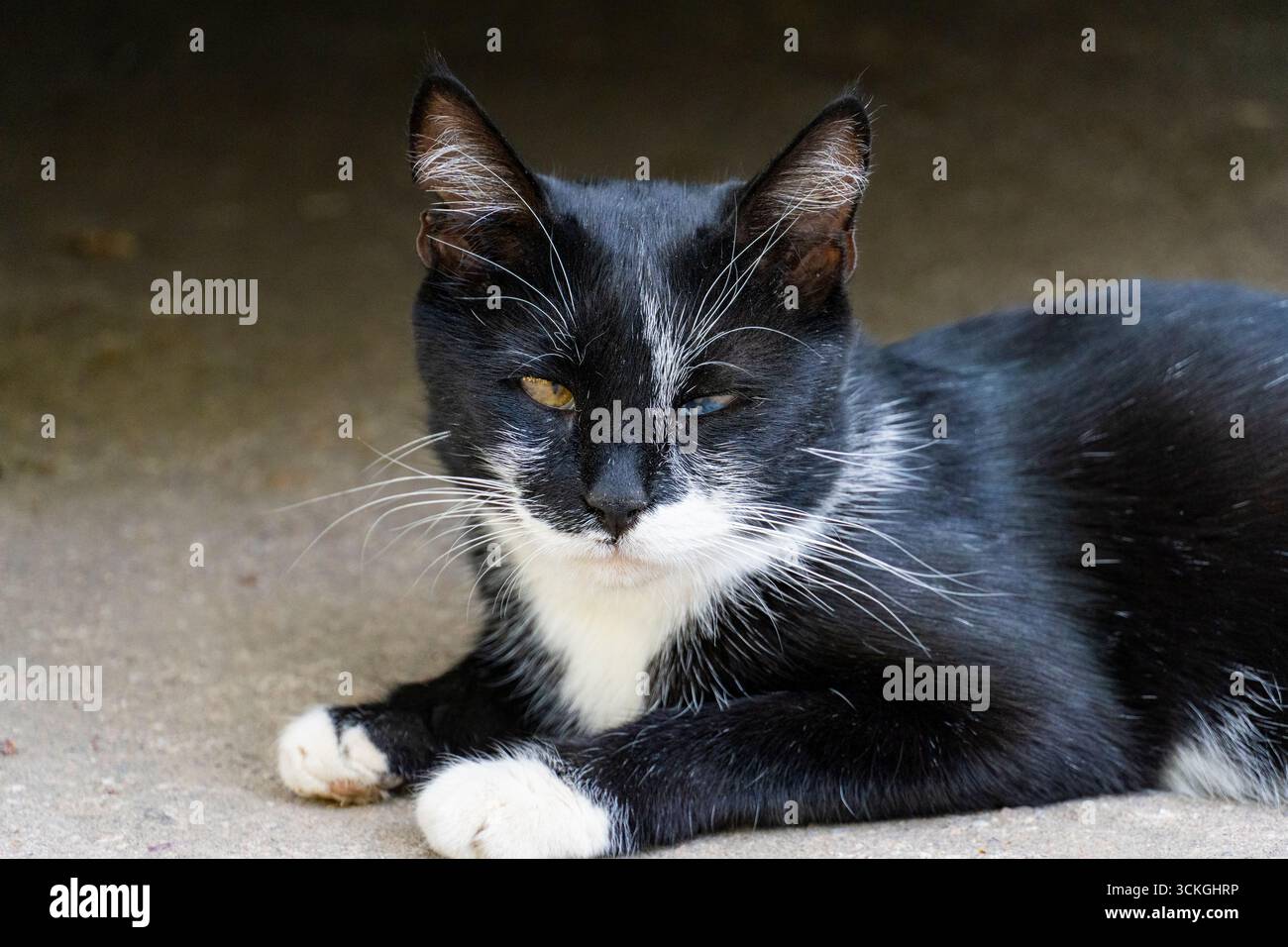 Nahaufnahme einer streunenden schwarz-weißen Katze mit einem verletzten Auge auf dem Boden. Das Konzept von streunenden Tieren, Unterkünften, tierärztlicher Versorgung und Mitgefühl Stockfoto