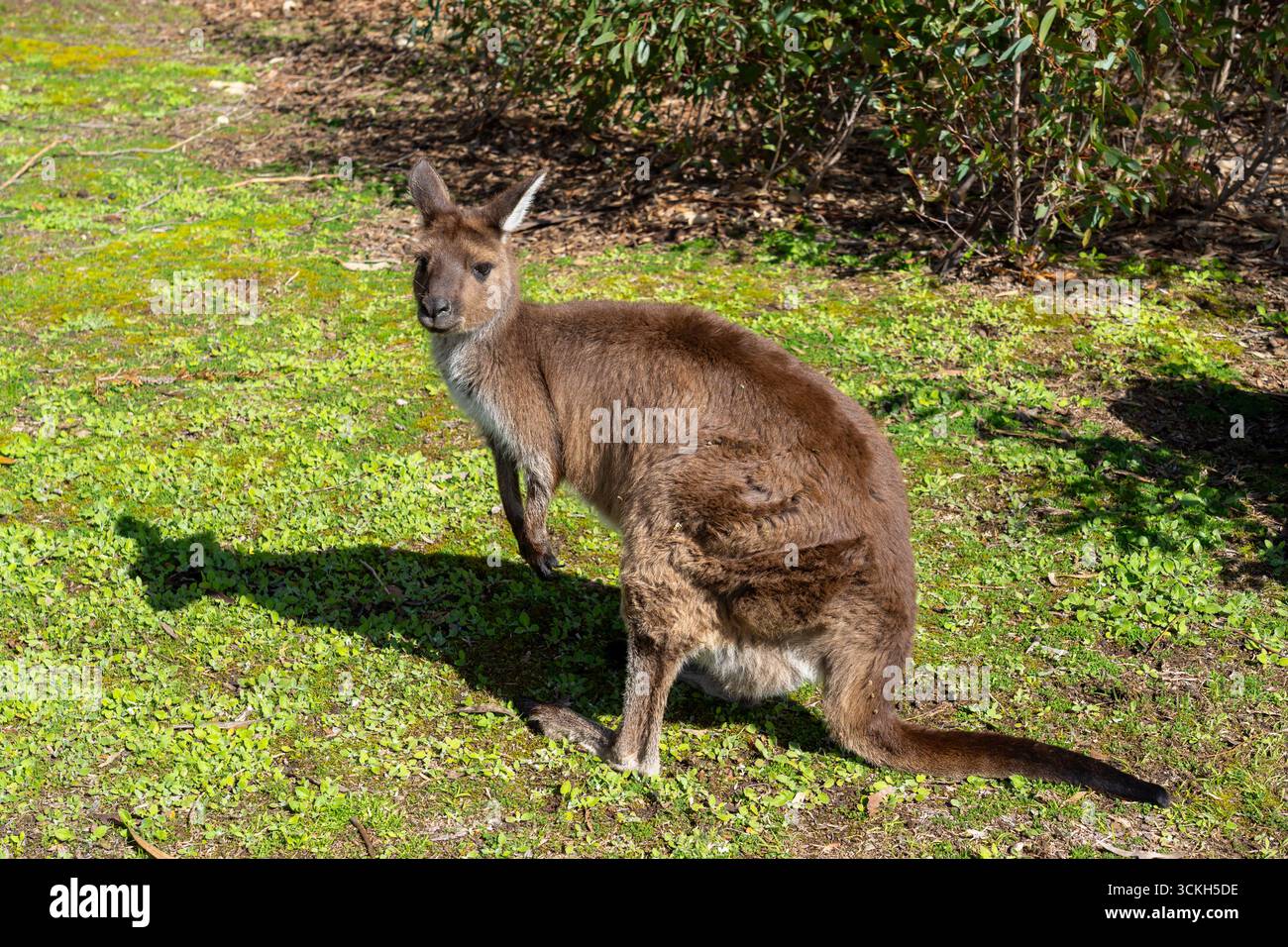 Ein Kangaroo Island Känguru (Macropus fuliginosus fuliginosus) ist in Kangaroo Island in Südaustralien zu sehen. Stockfoto