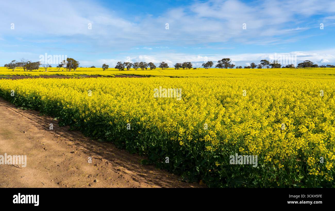 Gelbe Rapsfelder mit Bäumen im Hintergrund. Perth, Australien. Stockfoto