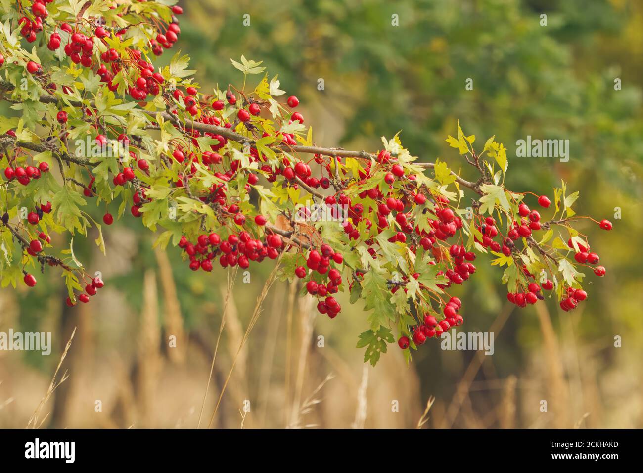 Nahaufnahme des Weißdornzweigs (Crataegus monogyna) mit Haufen hellroter Beeren am Waldrand im Herbst, Tschechien. Stockfoto