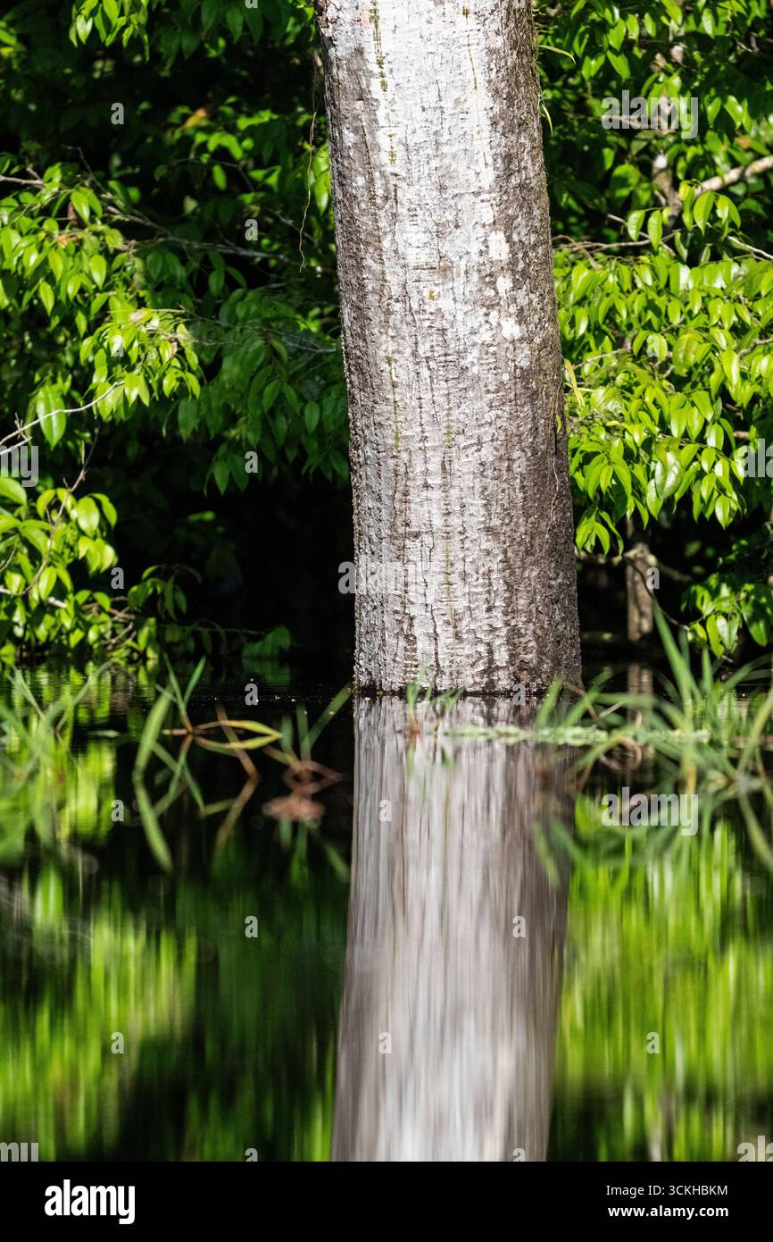 Wunderschöner Blick auf Bäume und Wasserreflexionen im grünen amazonaswald Stockfoto