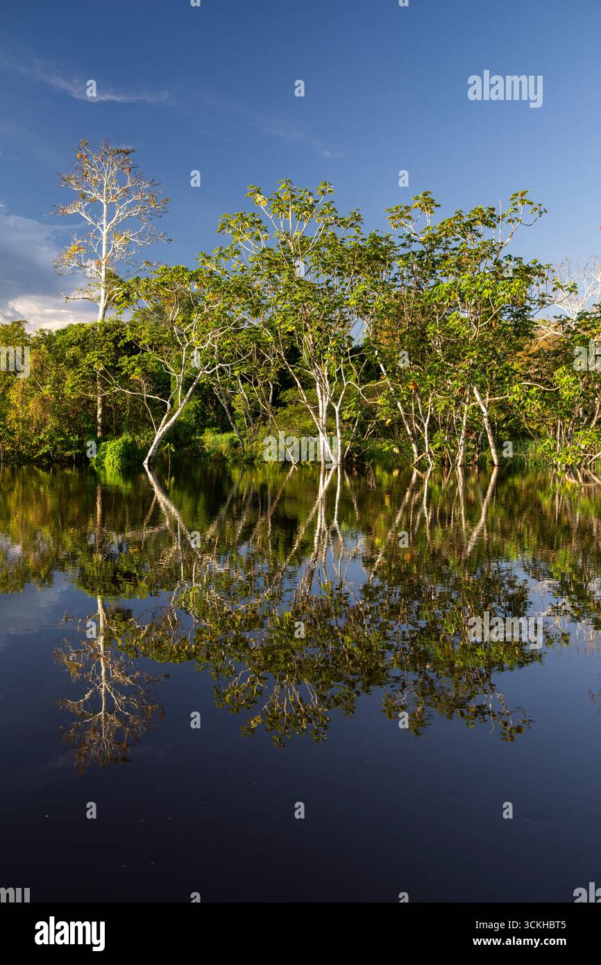 Wunderschöner Blick auf grüne amazonas-Regenwälder und Wasserspiegelung Stockfoto