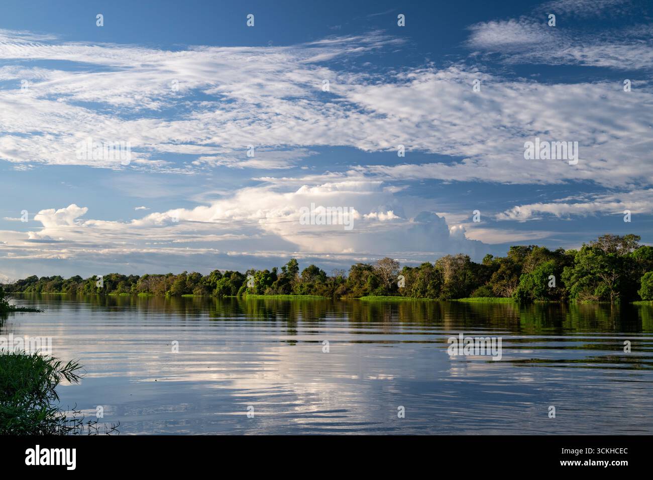 Wunderschöner Blick auf grüne amazonas-Regenwälder und Wasserspiegelung Stockfoto