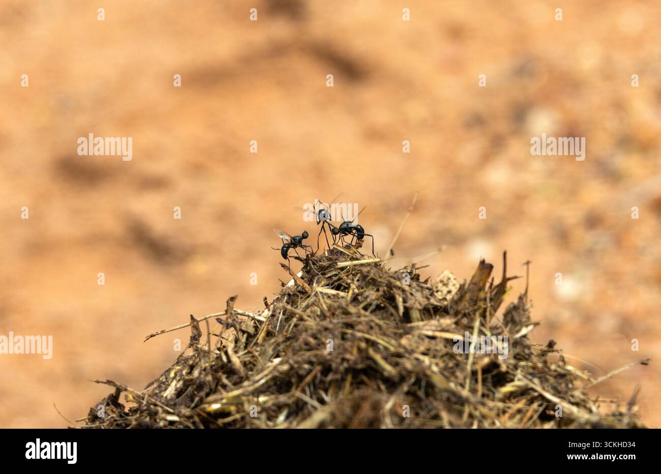 Schwarzfliegen oder langbeinige Fliegen landen auf frischem Pflanzenfresser. Sie sind häufig in feuchten Lebensräumen und Männchen tanzen um Weibchen herum Stockfoto