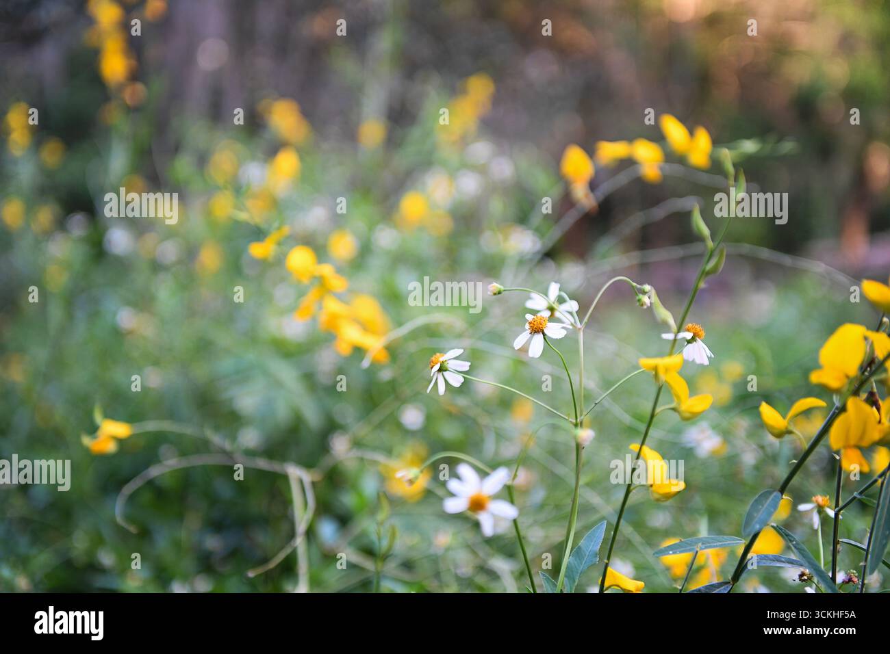 Wilde spanische Nadel- und Rebhühnererbsenblüten in Florida Wiese Stockfoto