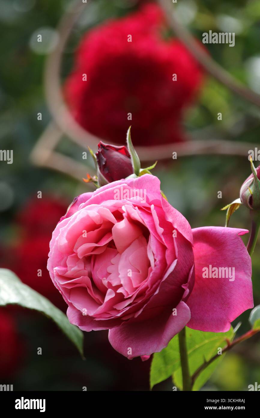 Rosen im Garten, in voller Blüte im Sommer. Stockfoto
