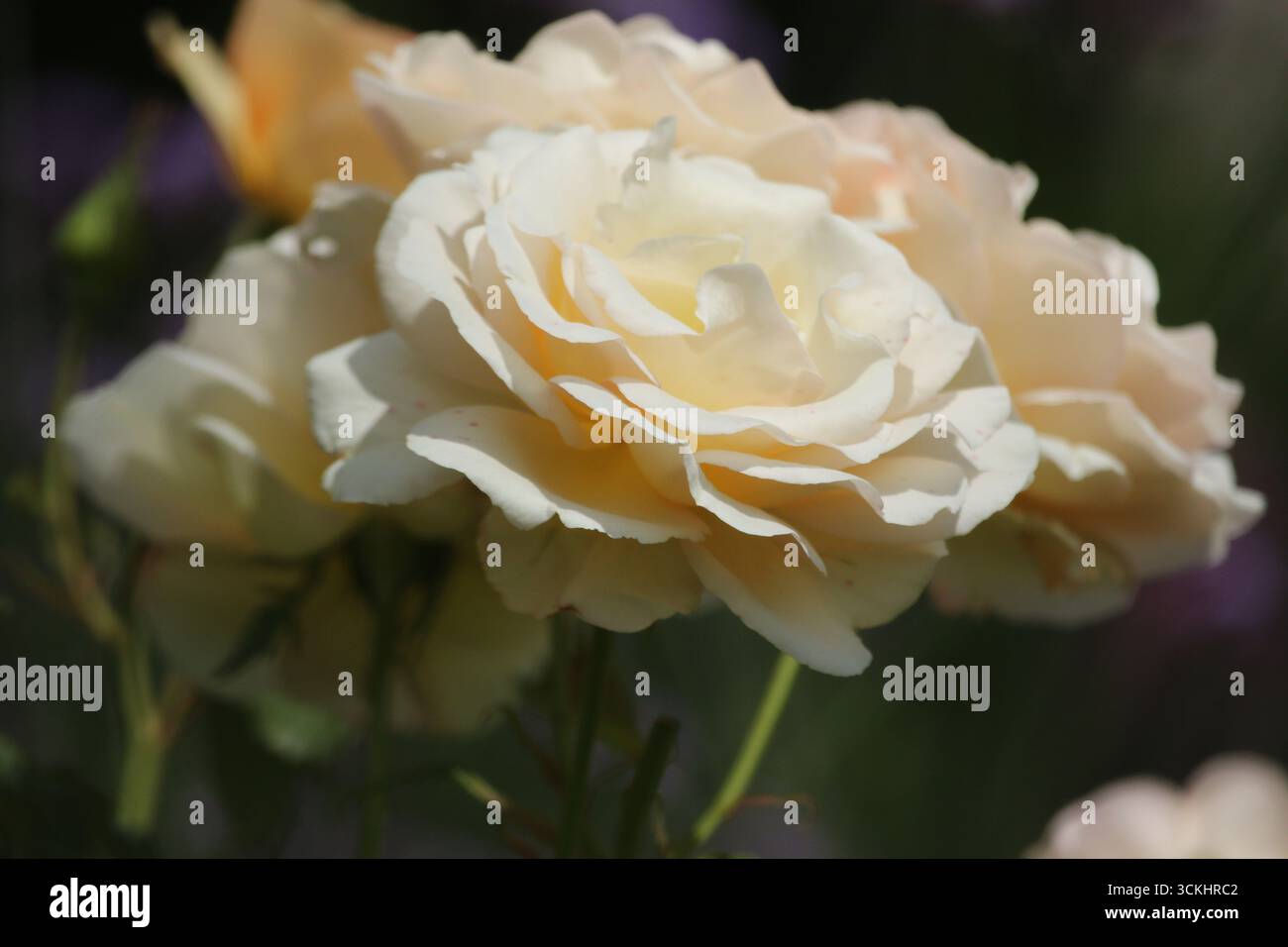 Rosen im Garten, in voller Blüte im Sommer. Stockfoto