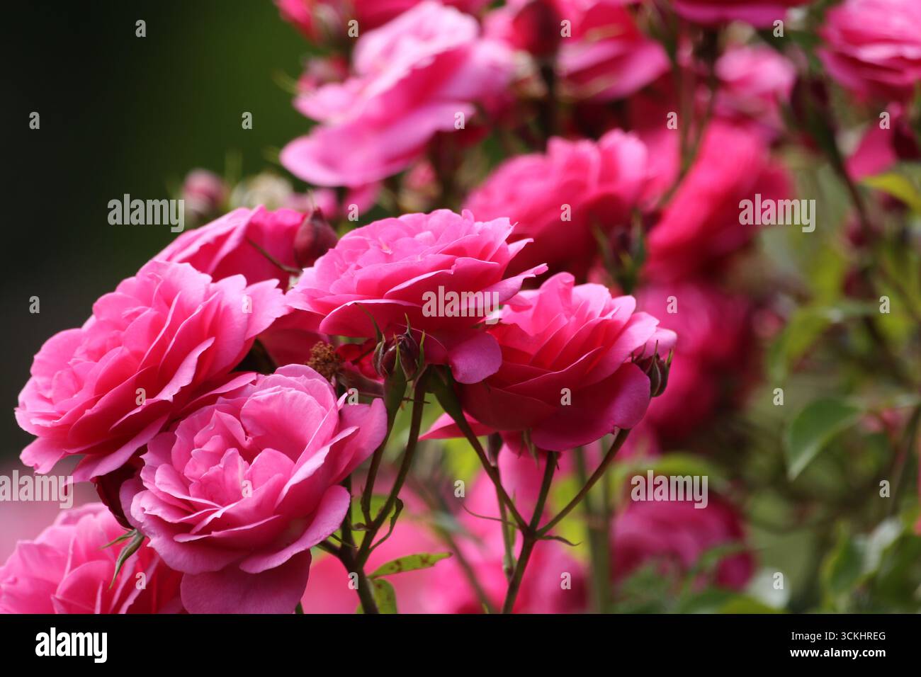 Rosen im Garten, in voller Blüte im Sommer. Stockfoto