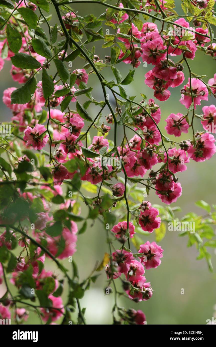 Rosen im Garten, in voller Blüte im Sommer. Stockfoto