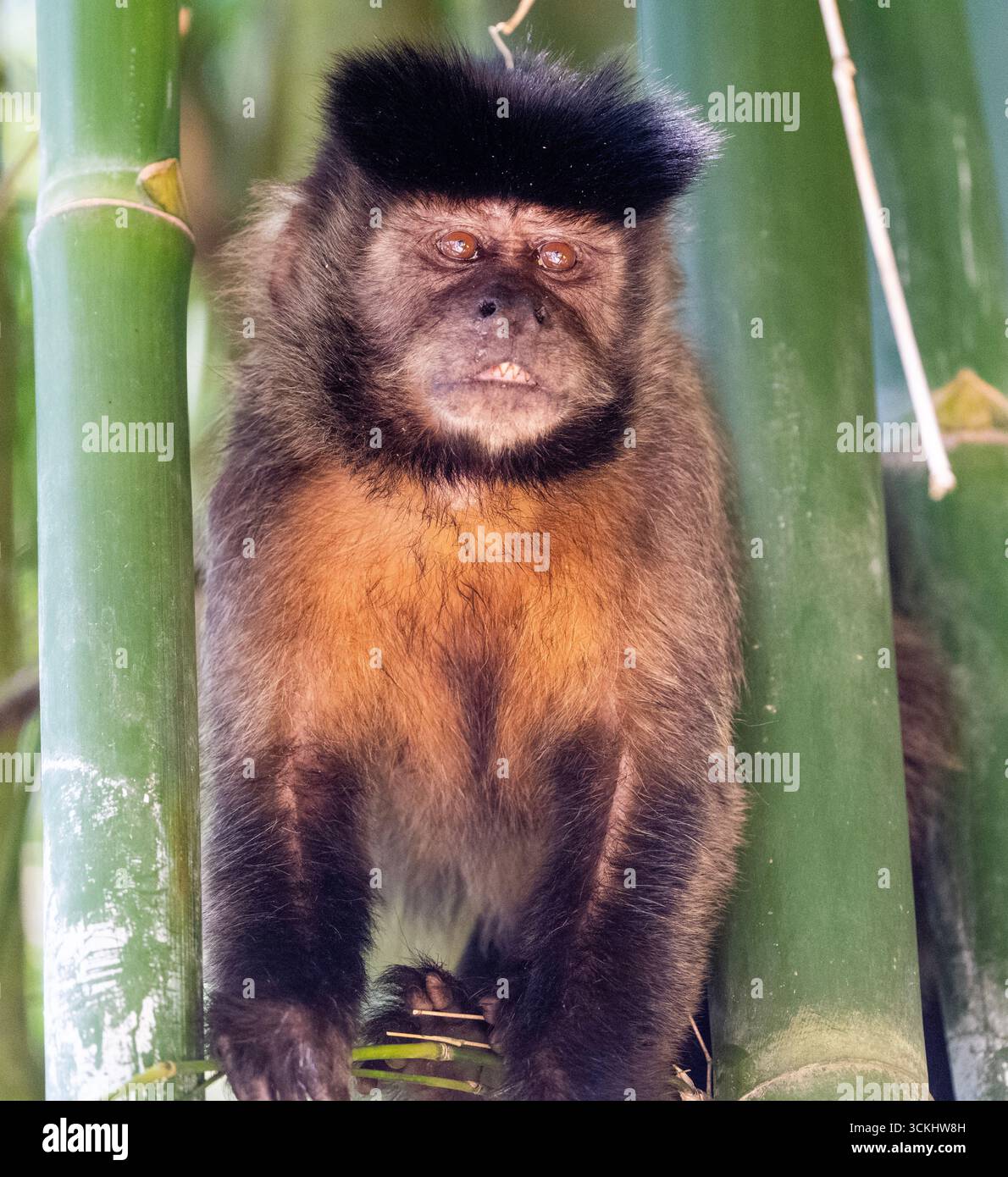 Tierwelt Rio Brasilien Stockfoto
