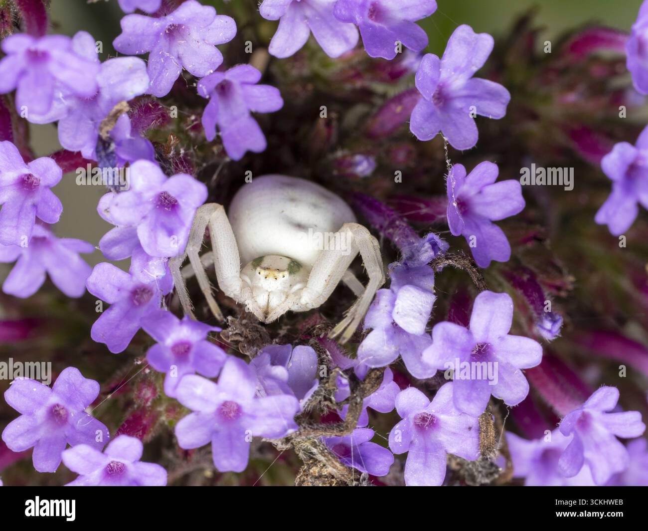 Weißblütige Krabbenspinne (Misumena vatia) getarnt zwischen lebendigen violetten Verbena-Blüten in einem Garten, Nahaufnahme-Makroansicht. Stockfoto