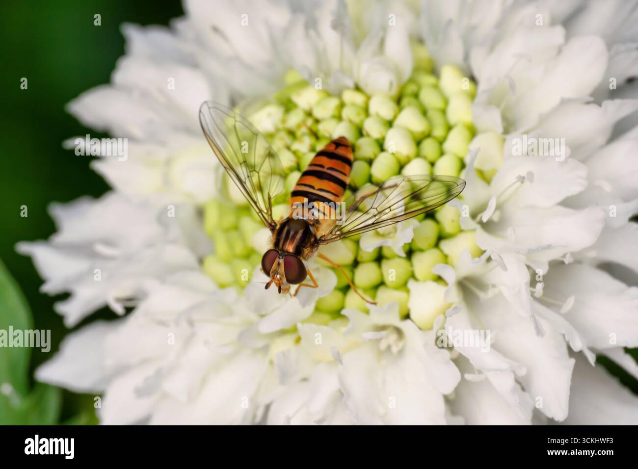 Marmeladen-Schwebfliege, Episyrphus balteatus, die am Nektar einer weißen Blume in einem Garten füttert. Stockfoto