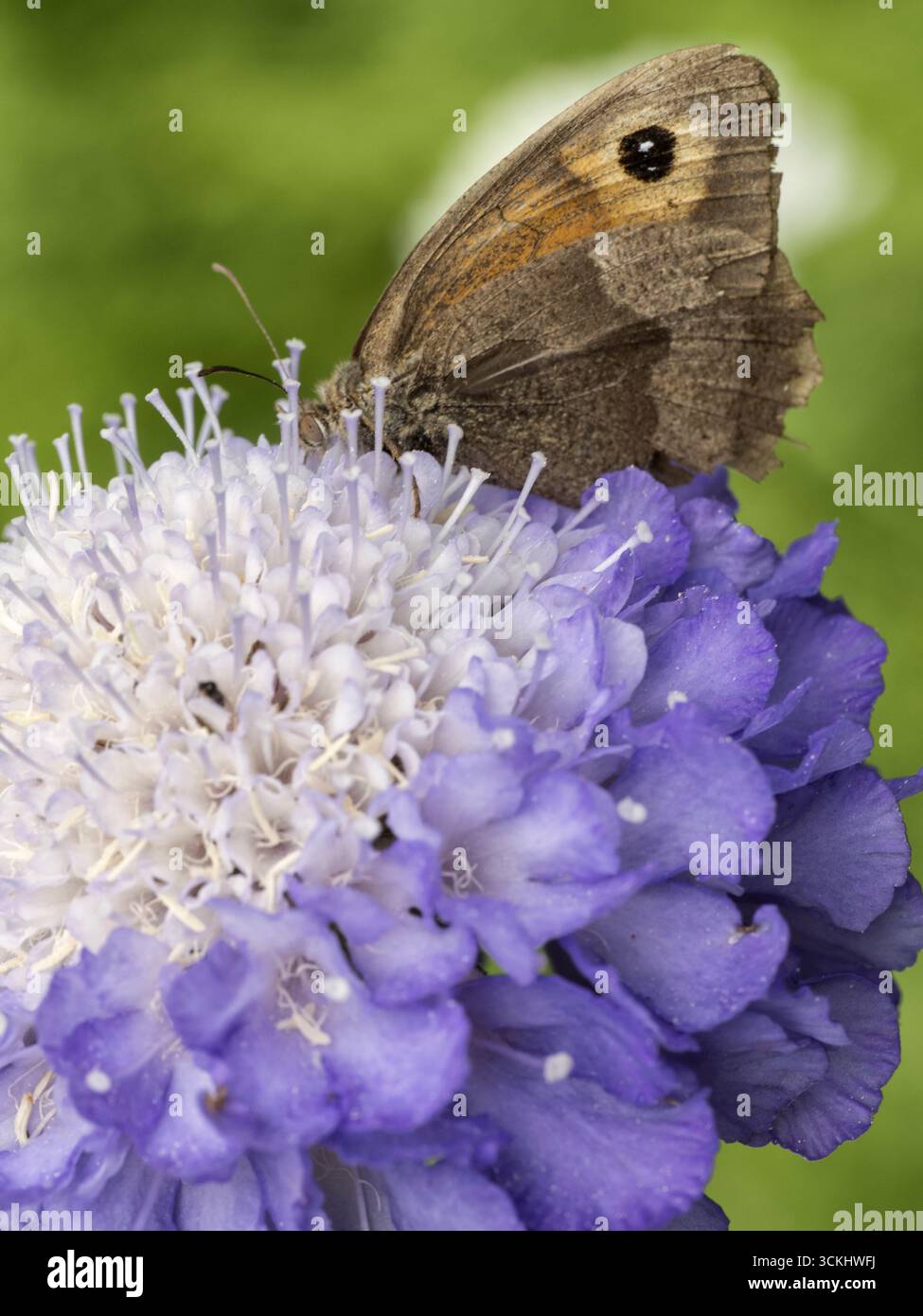 Wiesenfalter (Maniola jurtina) füttert an einer violetten Skabiosenblüte im Sommer. Stockfoto