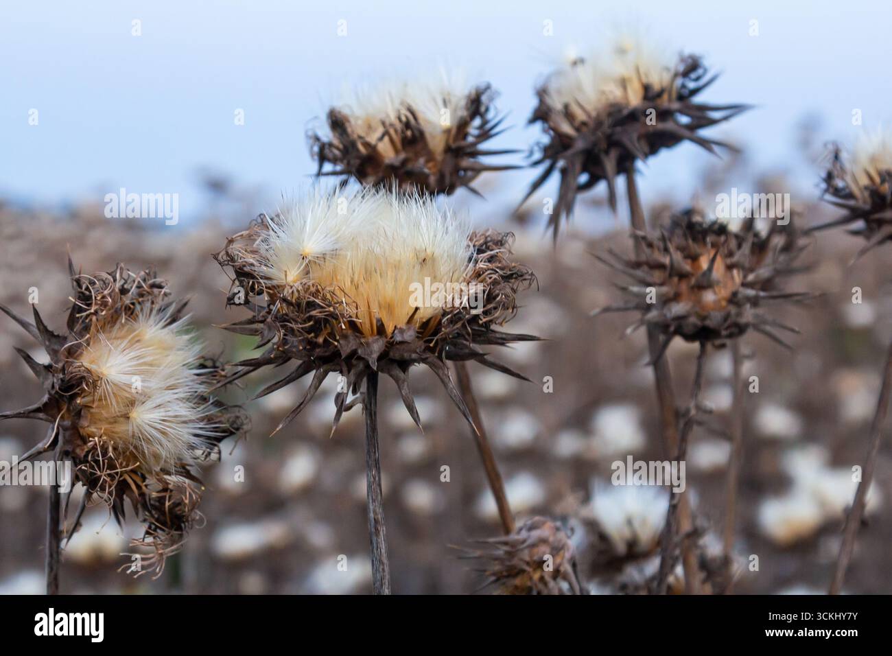 Mariendistel Samenkopf - lateinischer Name - Silybum marianum. Stockfoto