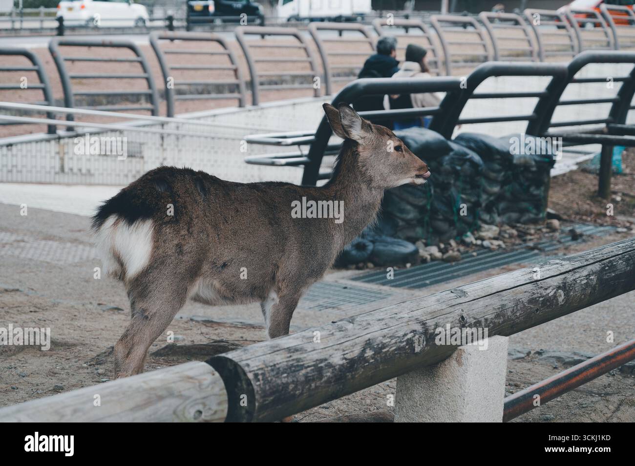 Ein Hirsch steht bei ruhiger Beobachtung in der Nähe einer Fußgängerunterführung im Nara Park Stockfoto
