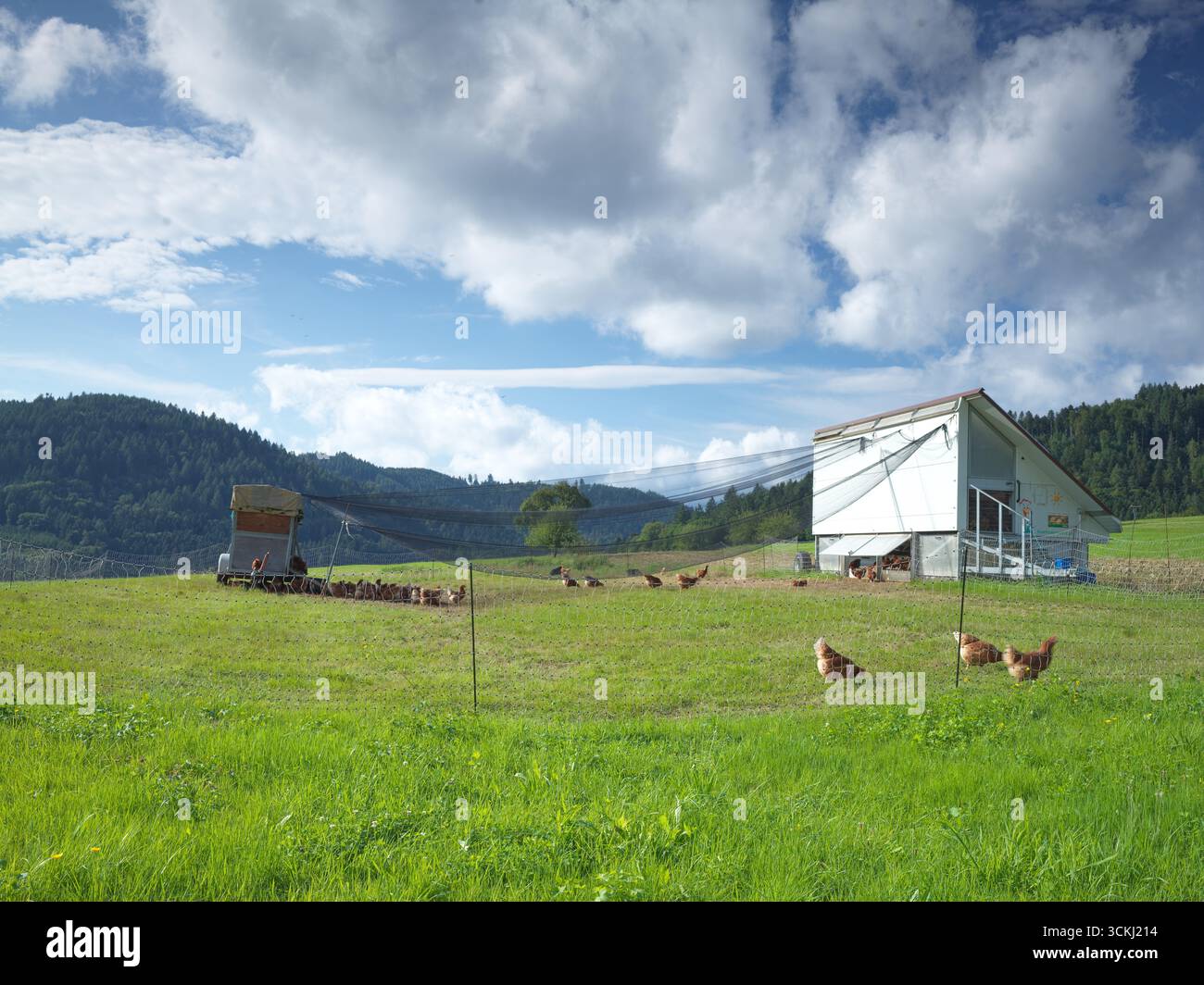 Hühner im Freien auf einem umzäunten Feld Stockfoto