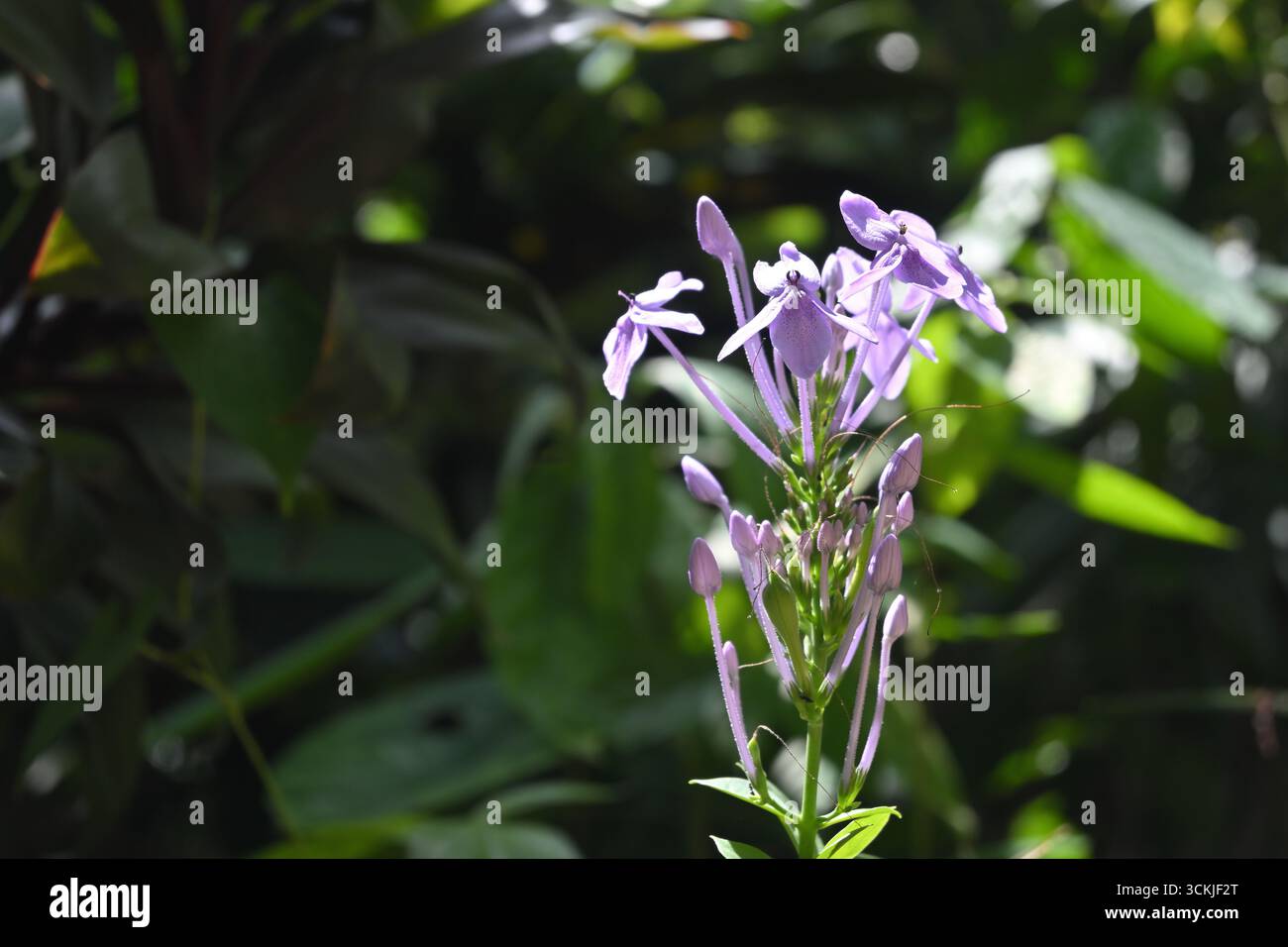 Blick auf eine blassviolette blaue Dämmerungsblume (Pseuderanthemum graciliflorum), die im direkten Sonnenlicht blüht Stockfoto