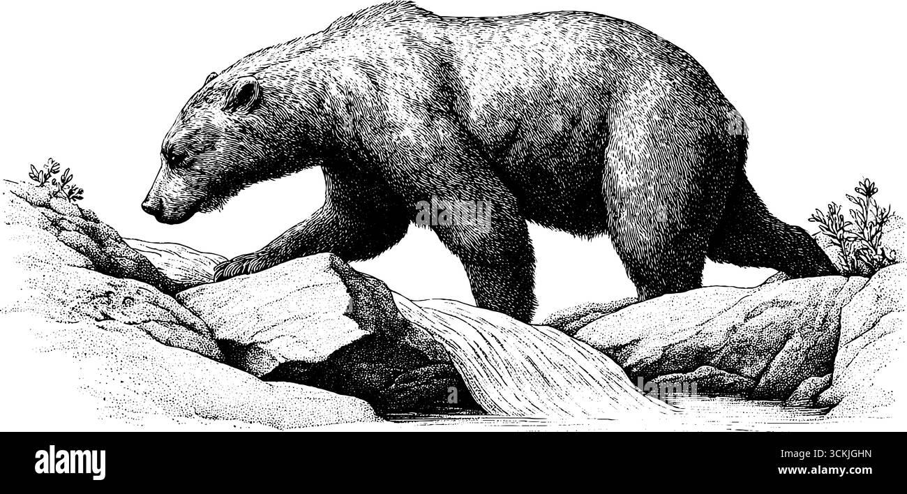 Bären fangen Lachse im rauschenden Bergbach - Vintage handgezeichnete Gravur für Natur- und Tierliebhaber. Stock Vektor