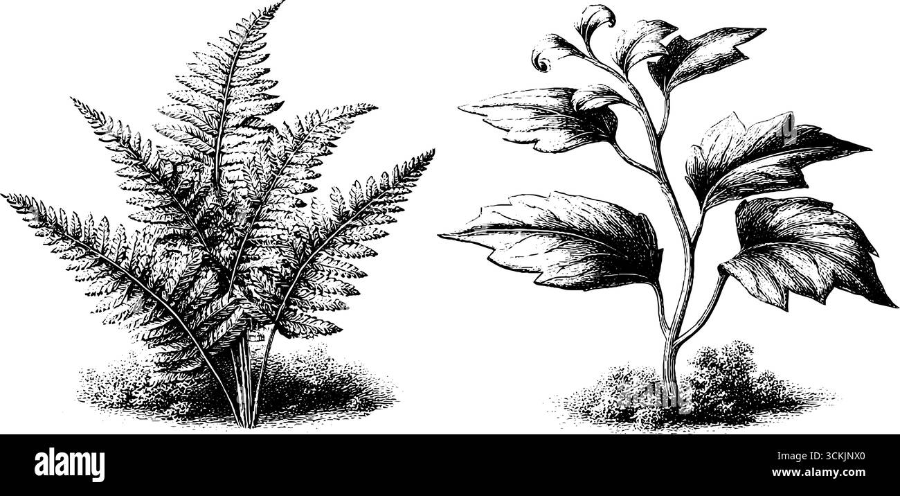 Vintage-botanische Skizze von wildem Farn und Lockenrebe mit Moosdetails für die Natur. Stock Vektor