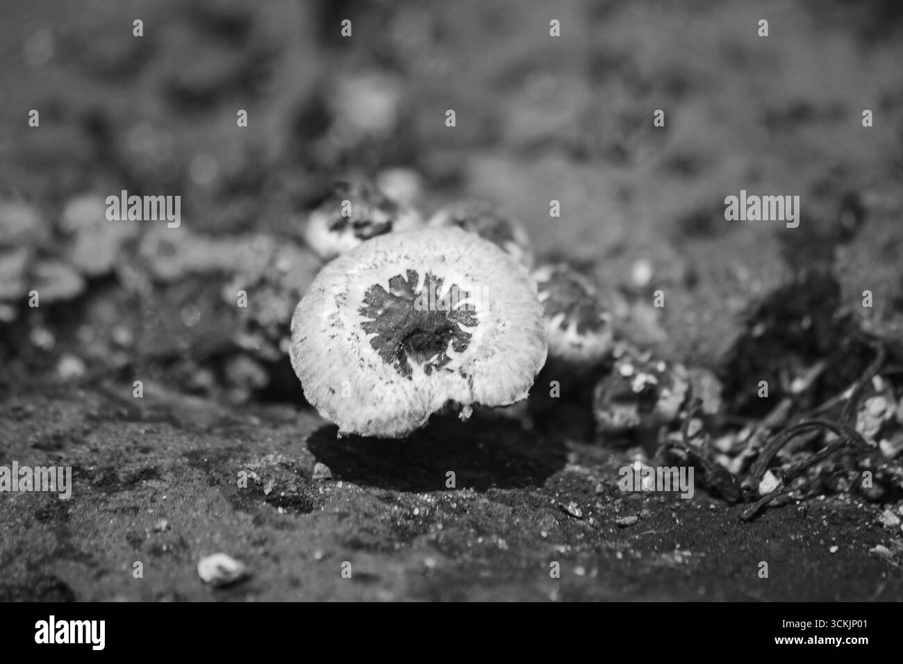 Monochrome Diminutivus agaricus Agaricus diminutivus 16605 Stockfoto