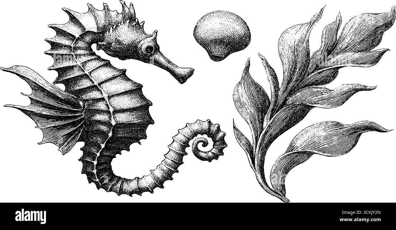 Vintage-Seedrache mit Seegras und Muschelskizze für Design. Stock Vektor