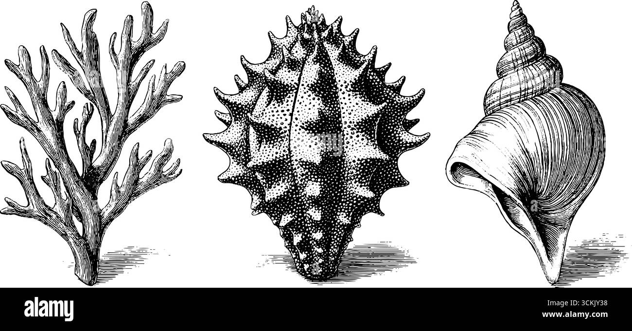Handgezeichnete Vintage SEA LIFE Kollektion: Seegurke, rote Algen und Muschelschalen-Skizze. Stock Vektor