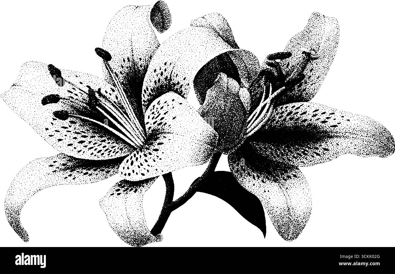 Vintage-Sternenlilie mit Wassertropfen und Blütenblatt-Skizze für Blumendesign. Stock Vektor