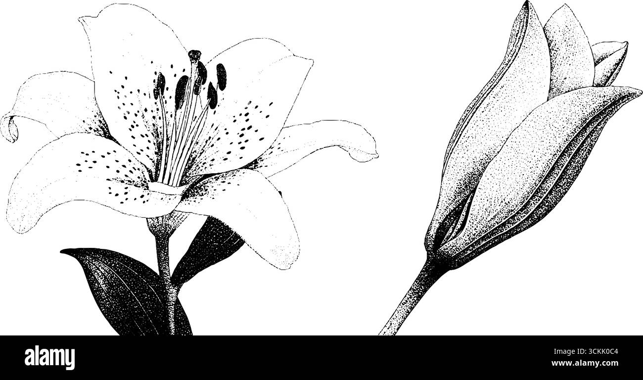 Elegante Lilienskizze mit Sternenblick und Wassertropfendetail für Blumendesign. Stock Vektor