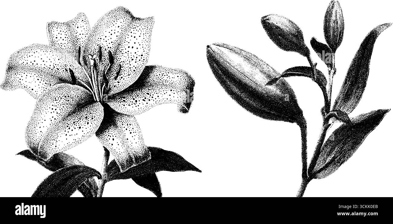 Vintage-Skizze mit Sternenlilie und Wassertropfen für Blumendesign. Stock Vektor