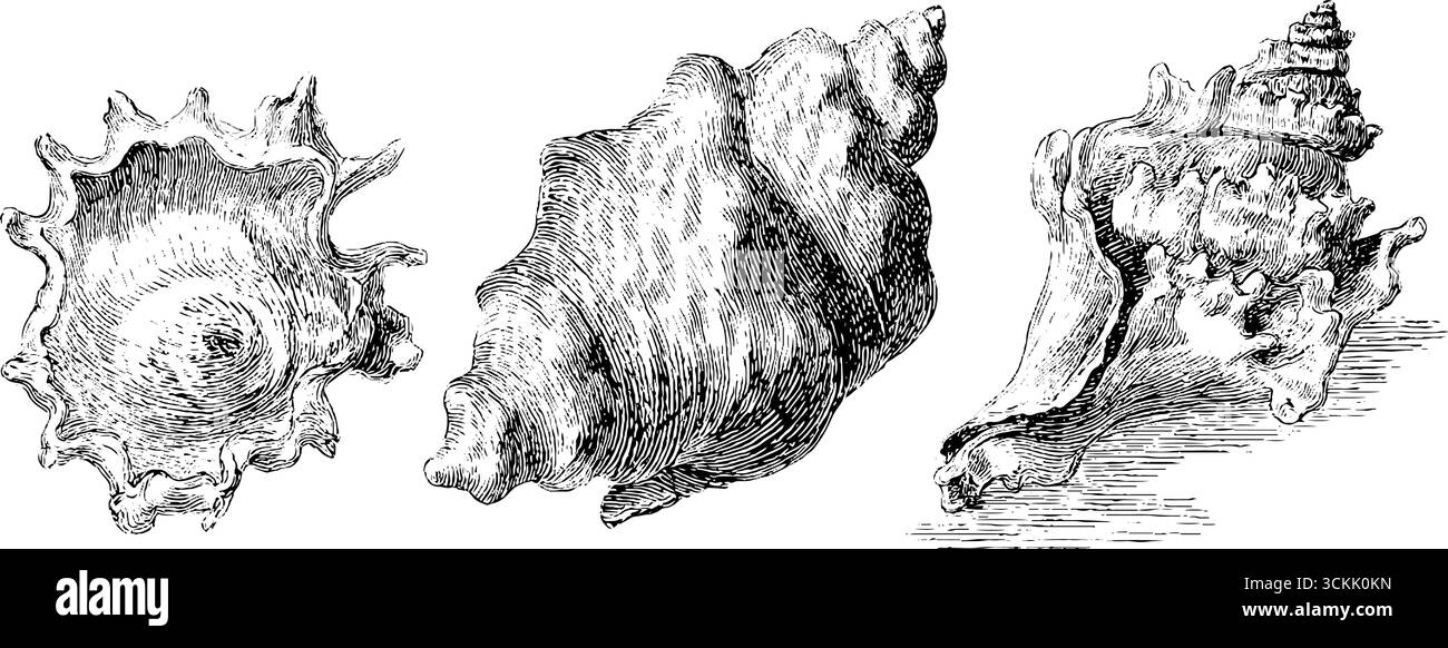 Vintage Shell Sketch Set: Handgezeichnete Gravuren für Retro-Design-Projekte. Stock Vektor