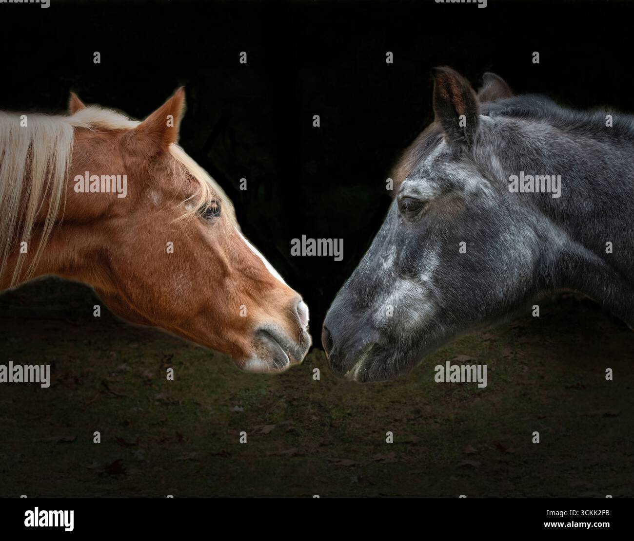Arabian and Morgan Horses, Acushnet, Massachusetts Stockfoto