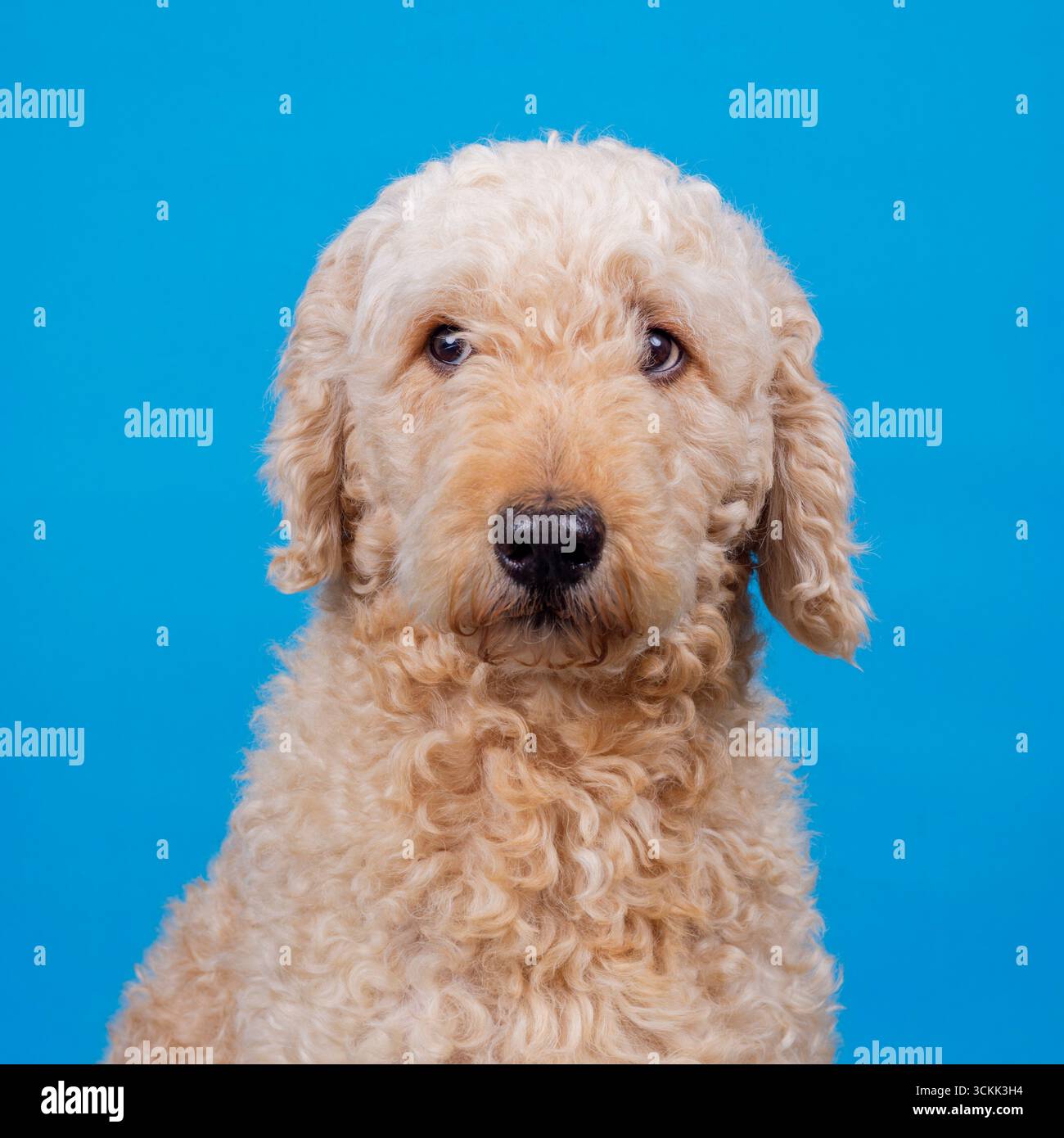 Ein Porträt eines niedlichen „aprikosenfarbenen“ Labradoodle-Hundes, der zur Kamera gerichtet ist und vor einem schlichten blauen Hintergrund fotografiert wurde Stockfoto
