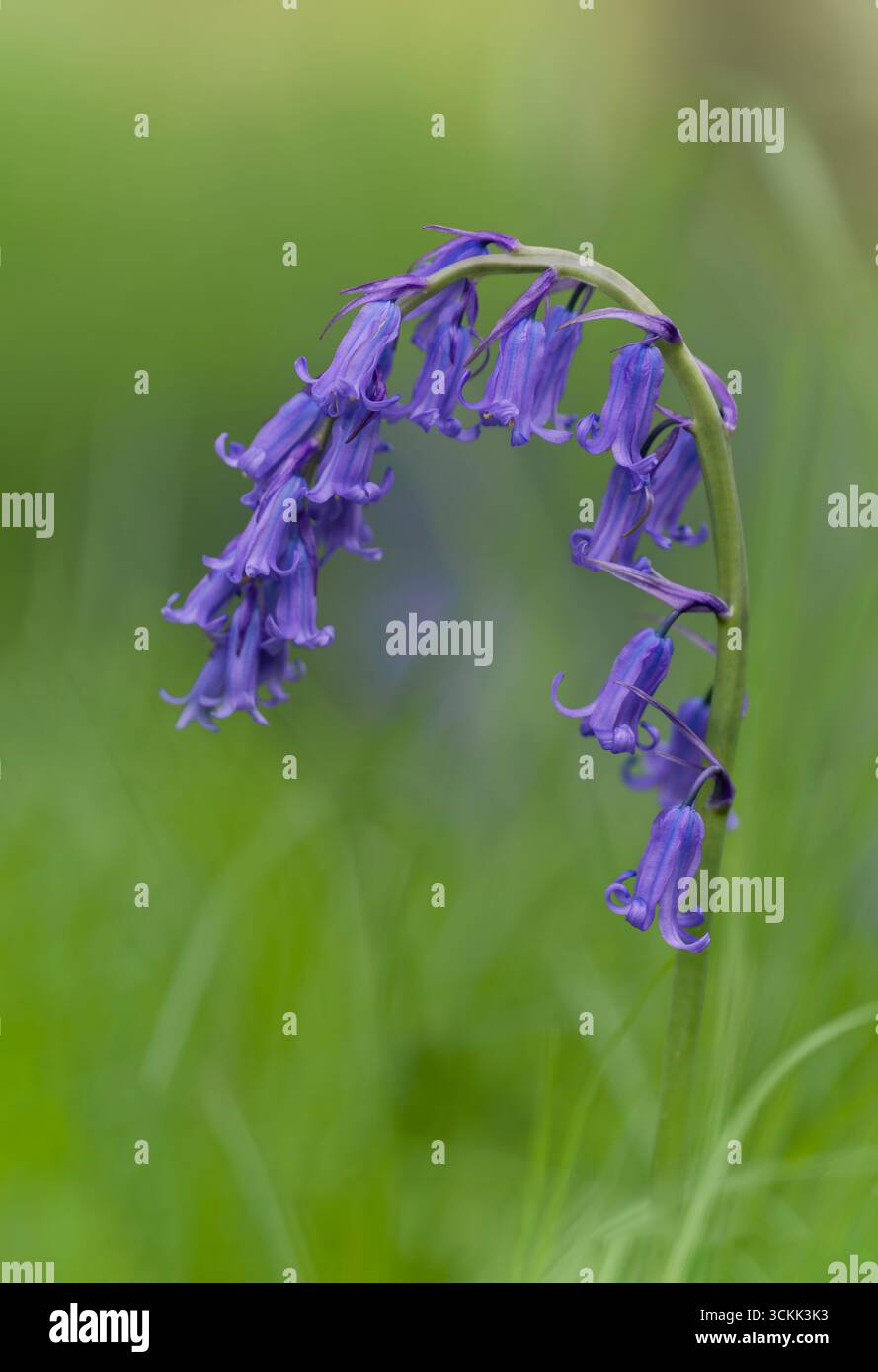 Eine einsame Blume von Bluebell (Hyacinthoides non-scripta), fotografiert vor einem üppigen, grünen Hintergrund Stockfoto
