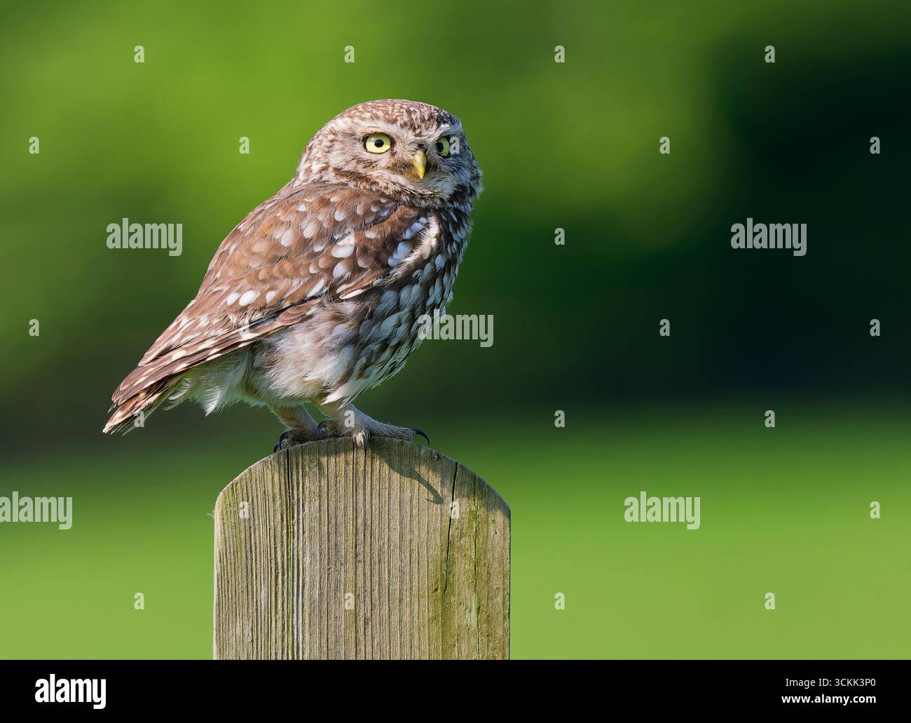 Eine kleine Eule (Athene noctua), die auf einem alten Torpfosten stand und auf die Kamera blickte Stockfoto