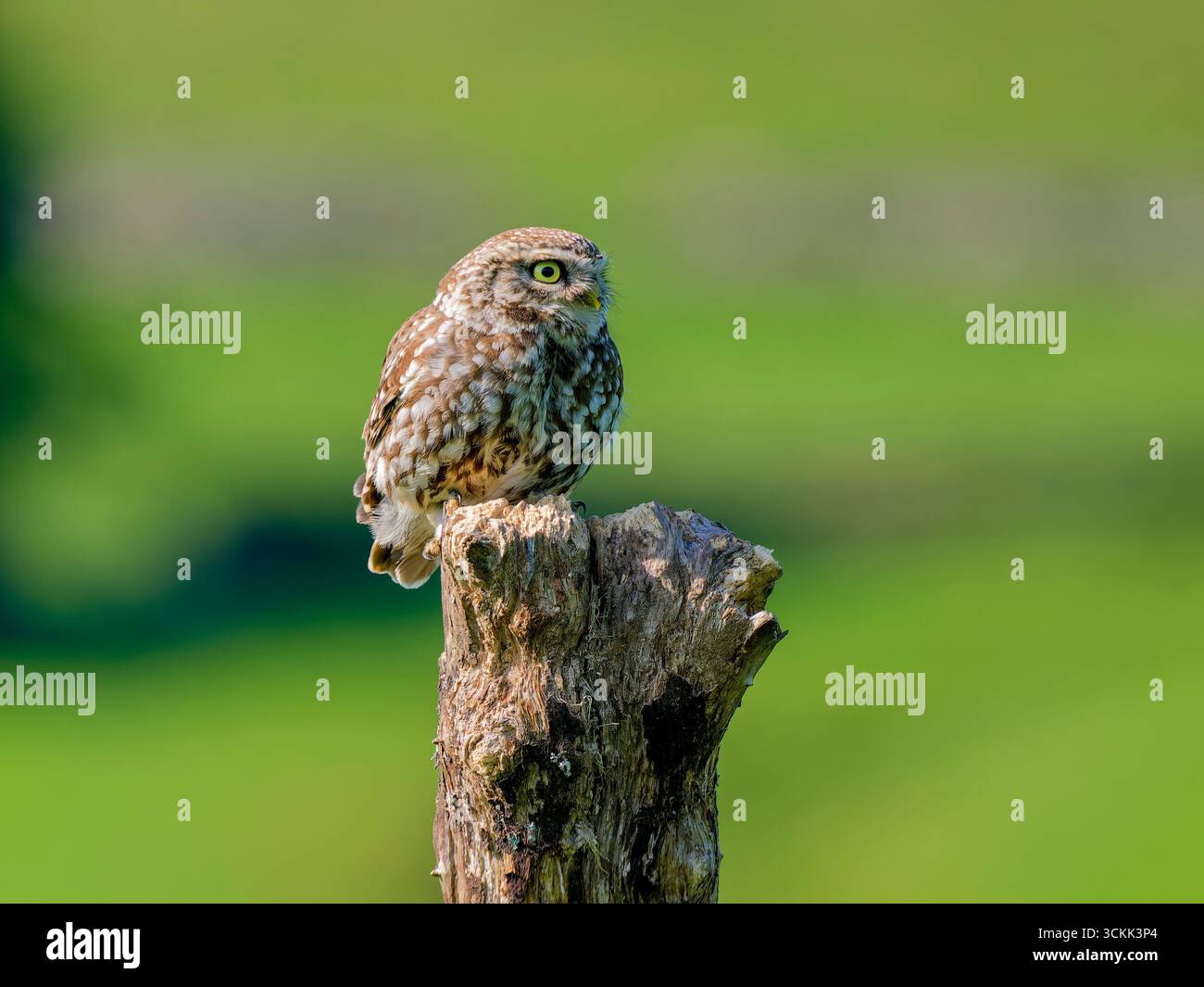 Eine kleine Eule (Athene noctua), die auf einem alten Baumstumpf hockte und auf die Kamera blickte Stockfoto