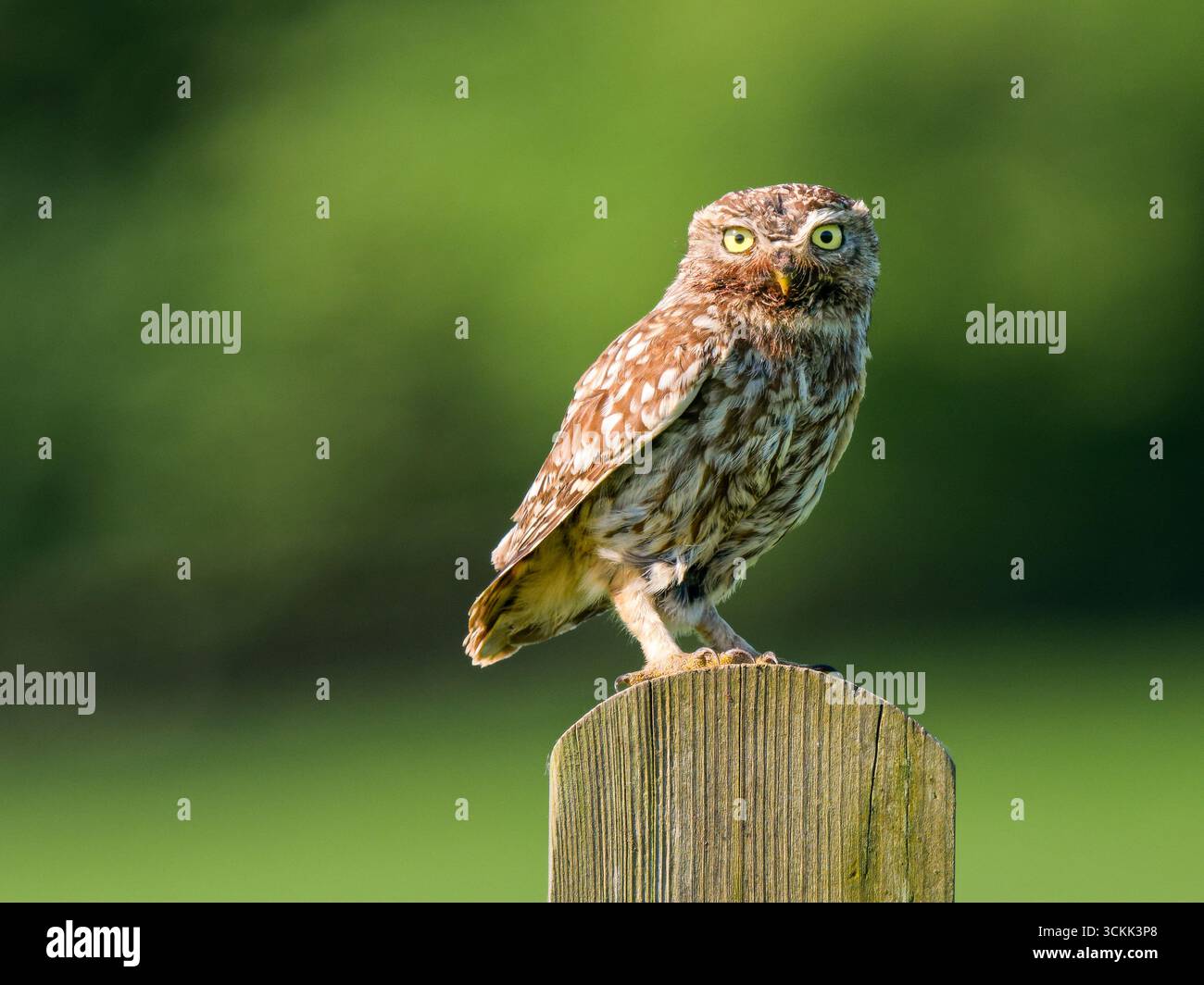 Eine kleine Eule (Athene noctua), die auf einem alten Torpfosten stand und auf die Kamera blickte Stockfoto