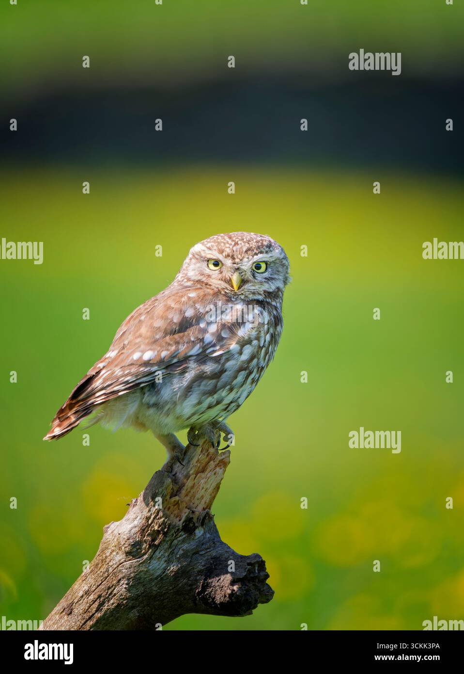 Eine kleine Eule (Athene noctua), die auf einem alten Ast thronte und auf die Kamera blickte Stockfoto
