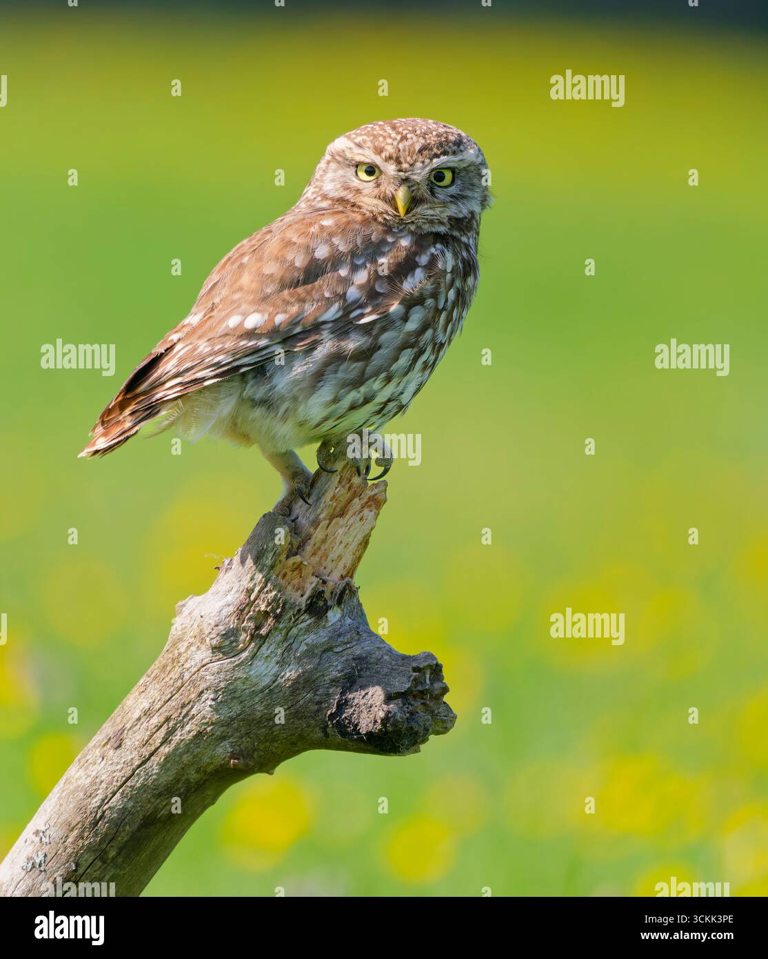 Eine kleine Eule (Athene noctua), die auf einem alten Ast thronte und auf die Kamera blickte Stockfoto