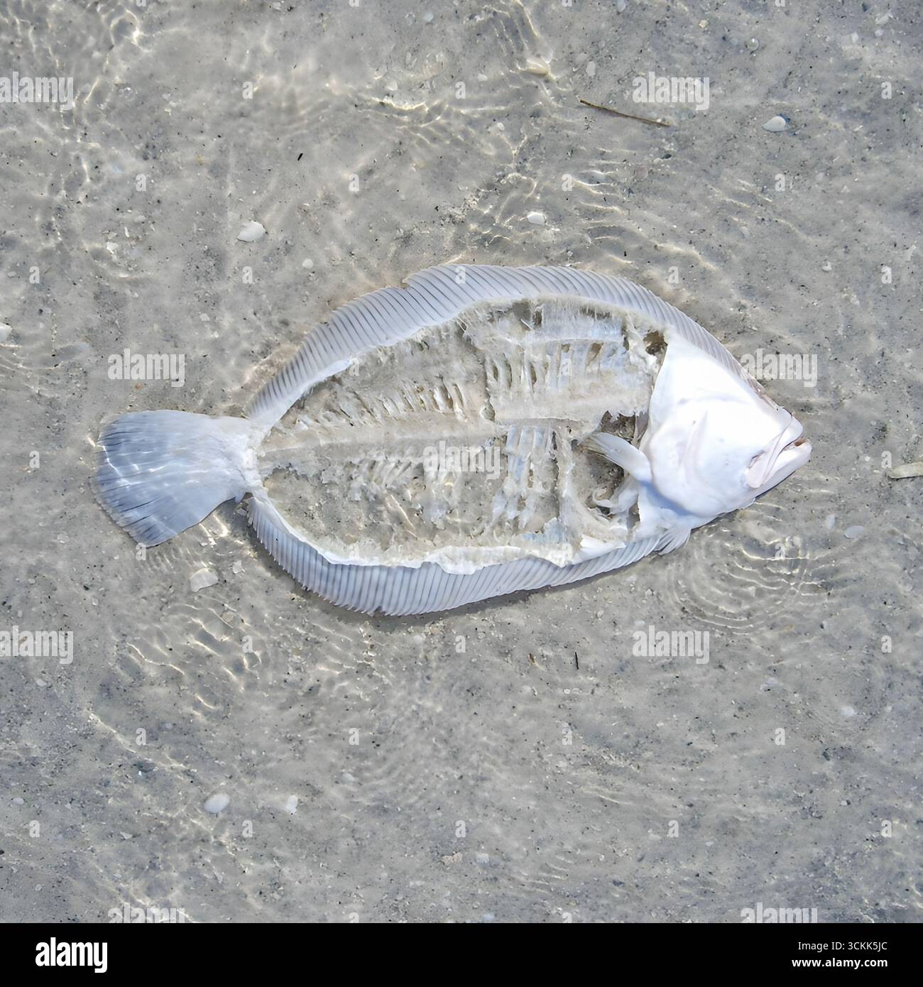plattfische-anatomie-fotos-und-bildmaterial-in-hoher-aufl-sung-alamy
